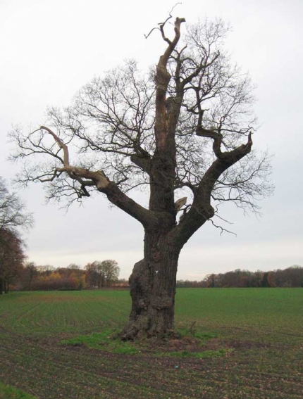 Bild 2 von 1 Eiche im Ortsteil Steinhorst